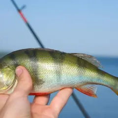 Main tenue un perche soleil comestible, fraîchement pêché, avec une canne à pêche en arrière-plan.
