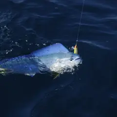 Une magnifique dorade coryphène corse, aux couleurs vives, se débat au bout de la ligne de pêche dans les eaux bleues.