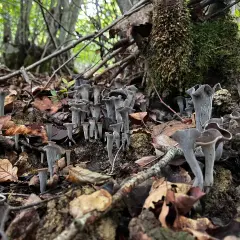 Un tapis de girolles noires, aux formes étranges et élégantes, émerge du sol forestier, entouré de feuilles mortes et de branches.