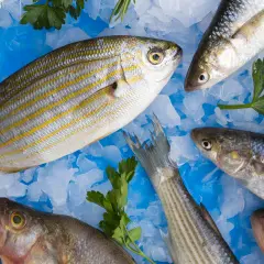 Poissons frais sur glace pilée, prêts à être cuisinés. Un filet de chimère au goût fort, avec persil et romarin.