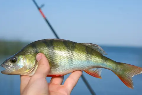 Main tenue un perche soleil comestible, fraîchement pêché, avec une canne à pêche en arrière-plan.