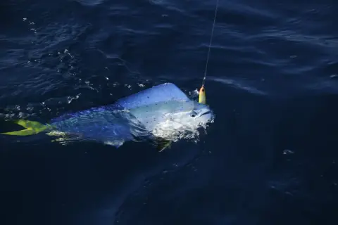 Une magnifique dorade coryphène corse, aux couleurs vives, se débat au bout de la ligne de pêche dans les eaux bleues.