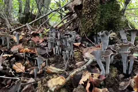 Un tapis de girolles noires, aux formes étranges et élégantes, émerge du sol forestier, entouré de feuilles mortes et de branches.