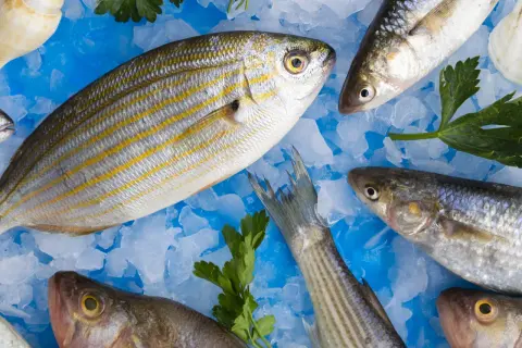 Poissons frais sur glace pilée, prêts à être cuisinés. Un filet de chimère au goût fort, avec persil et romarin.