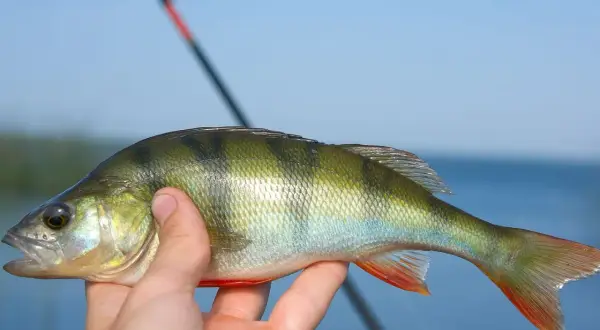 Main tenue un perche soleil comestible, fraîchement pêché, avec une canne à pêche en arrière-plan.