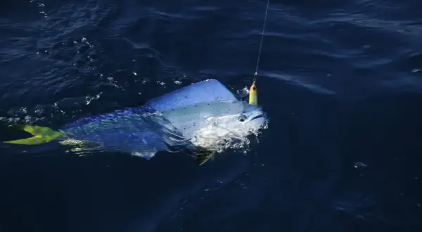 Une magnifique dorade coryphène corse, aux couleurs vives, se débat au bout de la ligne de pêche dans les eaux bleues.