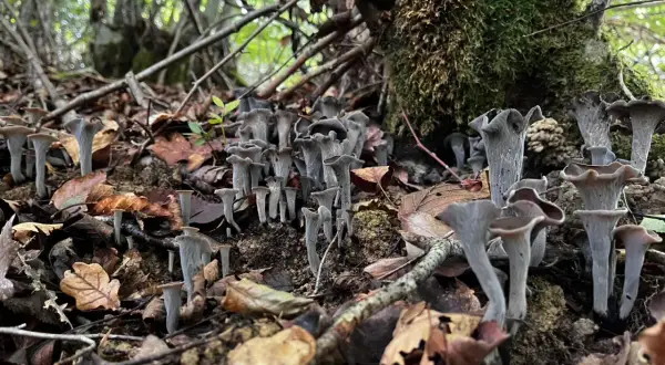 Un tapis de girolles noires, aux formes étranges et élégantes, émerge du sol forestier, entouré de feuilles mortes et de branches.