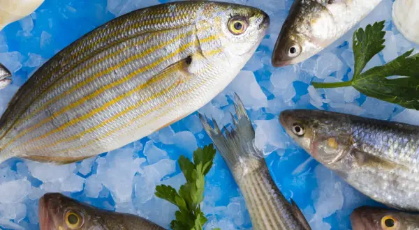 Poissons frais sur glace pilée, prêts à être cuisinés. Un filet de chimère au goût fort, avec persil et romarin.