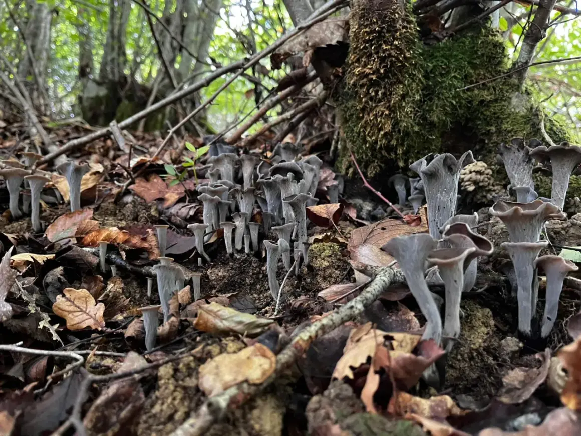 Un tapis de girolles noires, aux formes étranges et élégantes, émerge du sol forestier, entouré de feuilles mortes et de branches.