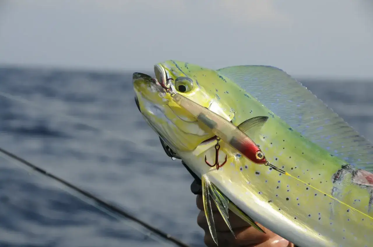 Dorade coryphène corse, un poisson aux couleurs vives, mordant à un leurre de pêche en mer.