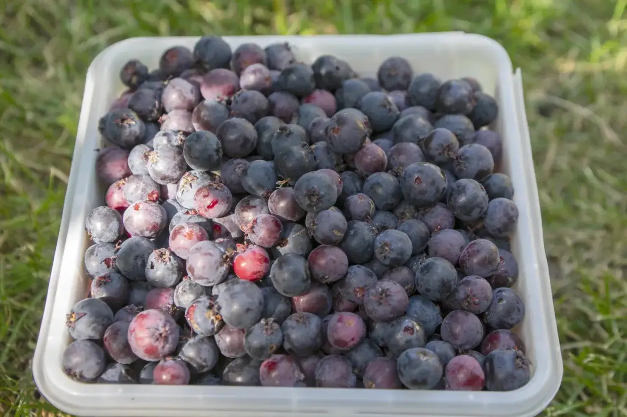 Am&eacute;lanchier fruit r&eacute;colt&eacute;, pr&ecirc;t pour une d&eacute;licieuse recette. Ces baies bleues et rouges promettent une saveur unique.