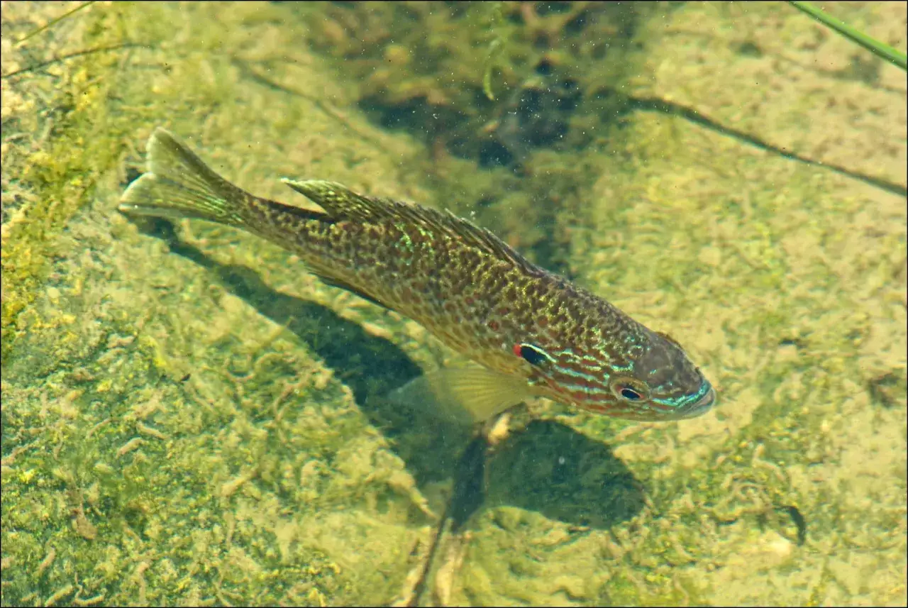 Un perche soleil comestible nage dans des eaux claires, son corps tacheté scintillant sous la lumière.