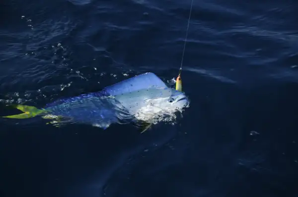 Une magnifique dorade coryphène corse, aux couleurs vives, se débat au bout de la ligne de pêche dans les eaux bleues.