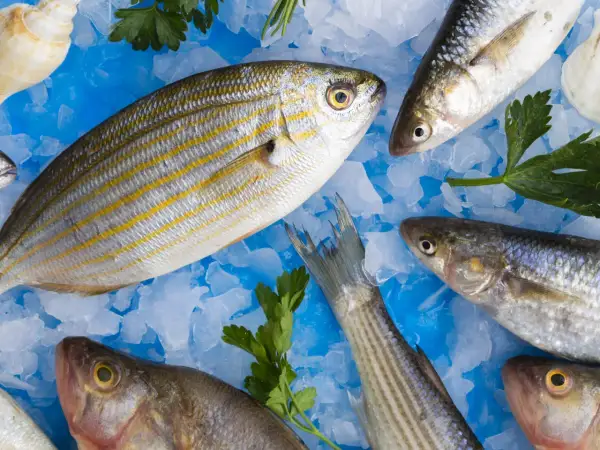 Poissons frais sur glace pilée, prêts à être cuisinés. Un filet de chimère au goût fort, avec persil et romarin.